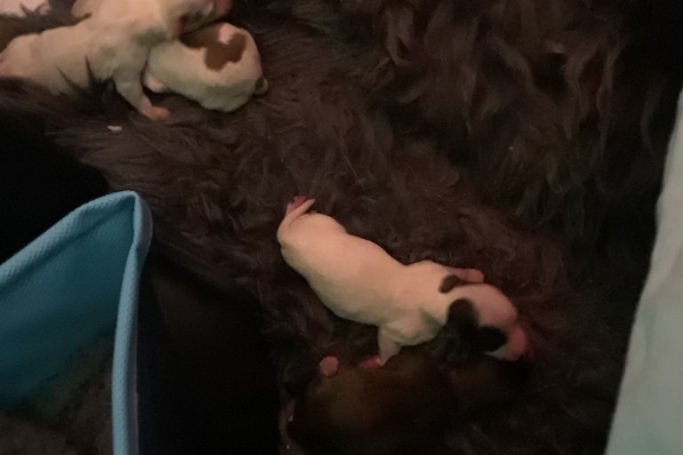 Sirfarfast tweet media