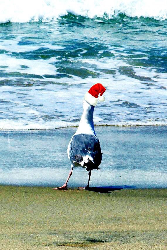 Flogging Seagulls tweet media