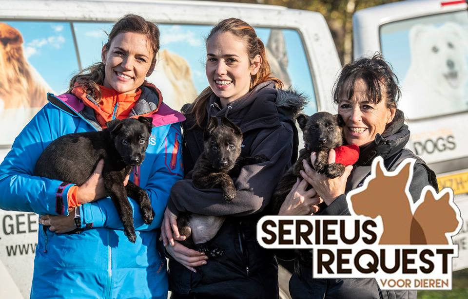 DutchCellDogs's tweet image. STEM OP ONS! Dit jaar doen wij mee aan Serieus Request voor Dieren. We hopen hiermee meer puppytrainingen mogelijk te kunnen maken. Hiermee zorgen we ervoor dat de puppy's stabiele huishonden kunnen worden.