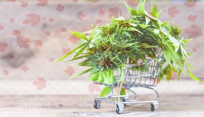 HaveSomeCake's tweet image. Guide to Legal Cannabis in Canada: thechillbud.com/a-province-by-…