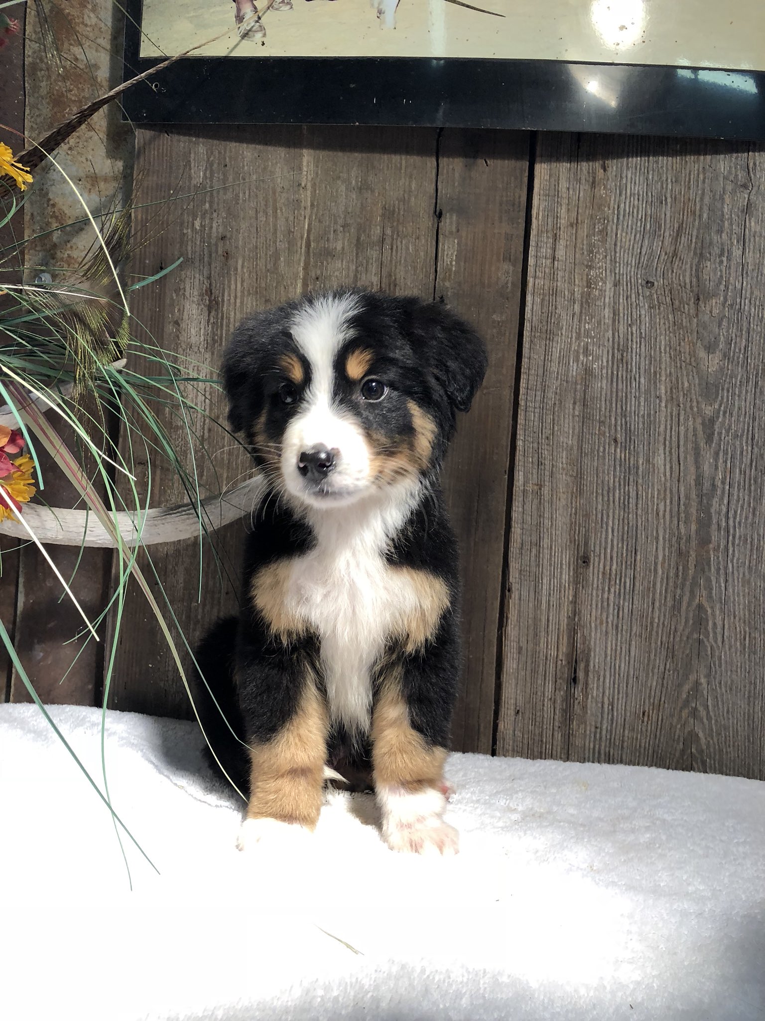 scott gallagher on Twitter: "I have 5 puppies for sale! Just in time for  Christmas 🎄 🐶 four boys and one girl! Border collie and Bernese mountain  dog mix. DM for more
