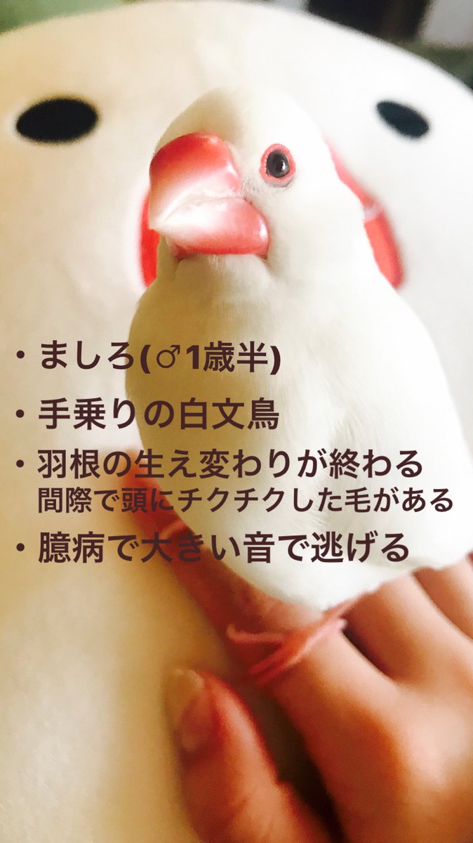 白文鳥探してます Zummy Twitter 白文鳥探してます Zummy Twitter