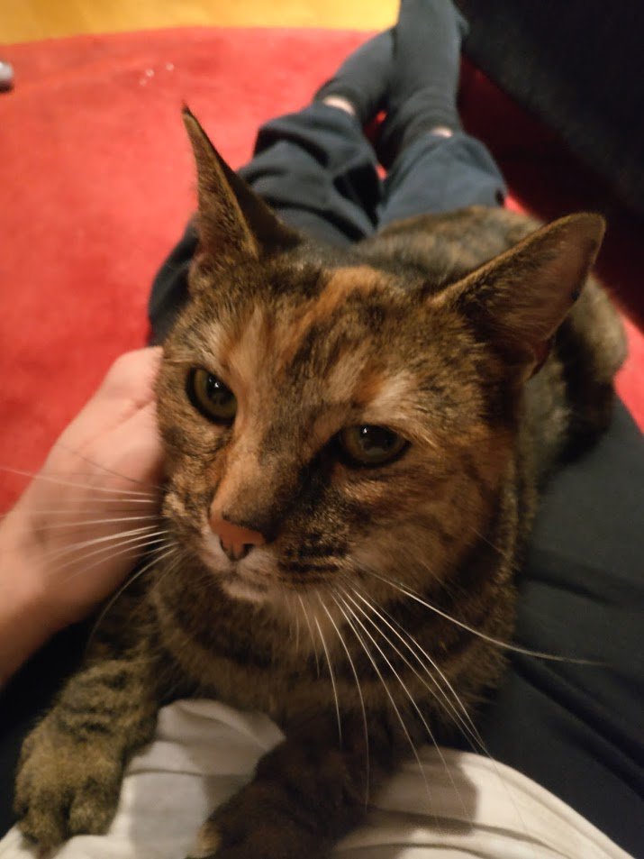 Simot_'s tweet image. bean paste