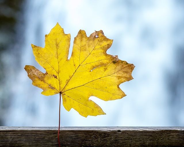 SparkP1xels's tweet photo. Last leaf from Fall 🍁🍁🍁 . . . . . @nature.geography #naturephotography #natgeowild #natgeotravel #dslrofficial #ourplanetdaily #mycanadianphotos #explorebc #explorecanada #theglobewanderer #waterearthpix #sparkpixels #varindergillphotography #naturei… https://t.co/oxfshjrwJt https://t.co/4PKYeebyjN