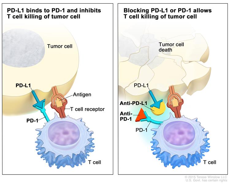 11. Check out the ”immune checkpoint inhibitor” term at the NCI Dictionary of Cancer Terms https://www.cancer.gov/publications/dictionaries/cancer-terms/def/immune-checkpoint-inhibitor