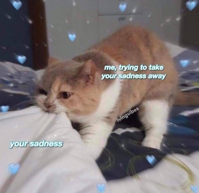 WholesomeMemes (@wholesomememe) on Twitter photo 