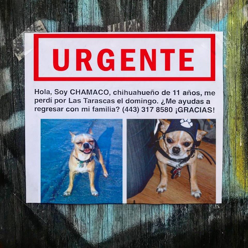 el_llanos's tweet photo. @PrrosPerdidosMX @PerrosPerdidos @lostanimalsdf @Perros_Perd_Enc @PerrosPerdidos1 @soldemorelia @ColumnaCha @angui_tete @ChumelTorres @falconsarkis @G_Arriaga Se nos perdió nuestro chihuahueño Chamaco en el centro de Morelia, el domingo por las Tarascas. RT plis! #ChamacoRegresa https://t.co/npKJXkpkgp