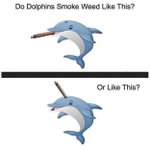 Image for the Tweet beginning: How do dolphins smoke #weed?