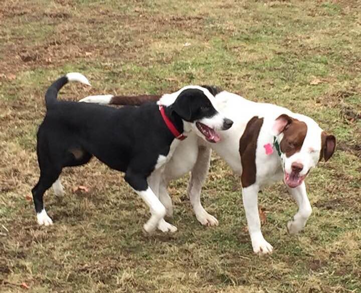 DrKatiePotter's tweet photo. Ok, so the BuddyStudy is going to make my heart explode. Two participants got their foster pups together for a play date... look at sweet Harmony and Andrena Bee catching up like old pals from Arkansas!!! #BuddyStudy #DogsAndDAGS #Lasthopek9 #rescuedog #humananimalbond #umass https://t.co/jIXGNCevZt