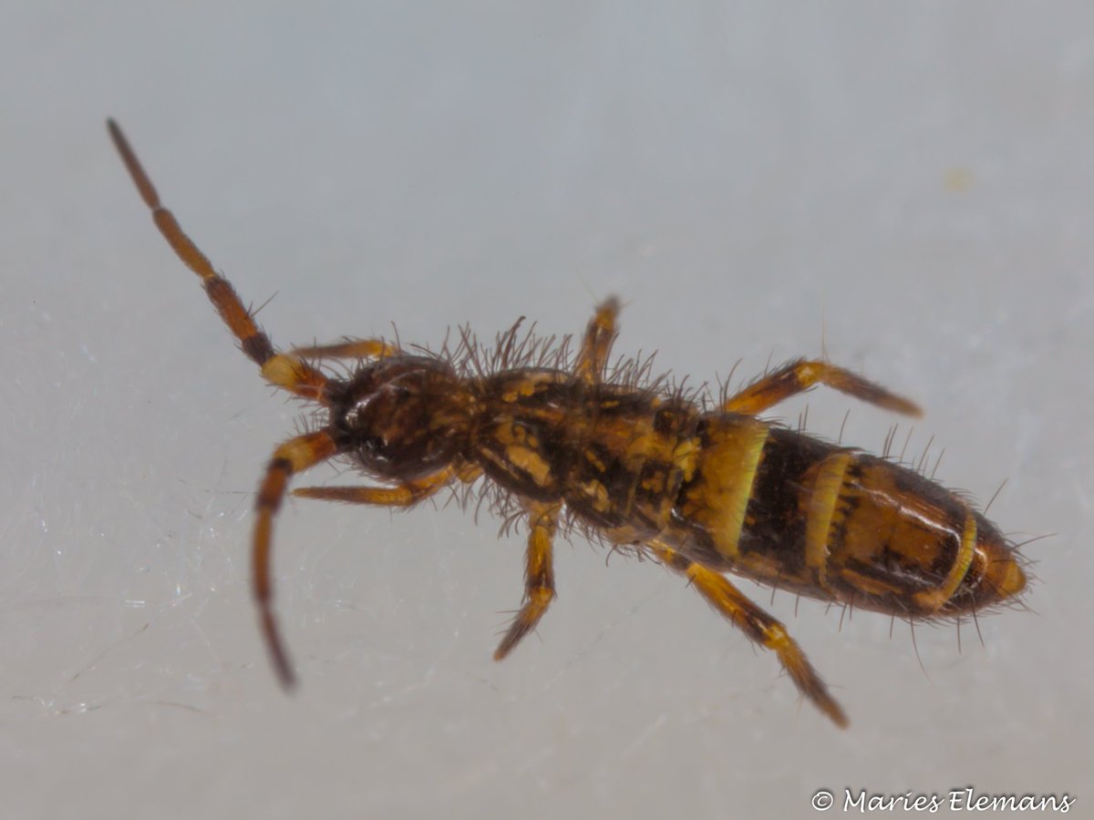 MariesElemans's tweet photo. De #springstaart is een beestje van 1 tot 6 millimeter dat leeft in de bovenste laag van de bodem en dankt zijn naam aan de springvork onder zijn buik. Als hij deze hard uitklapt, kan het diertje wegspringen. Een springstaart van 5 millimeter kan wel 8 centimeter ver springen! https://t.co/AuH8YcUatt