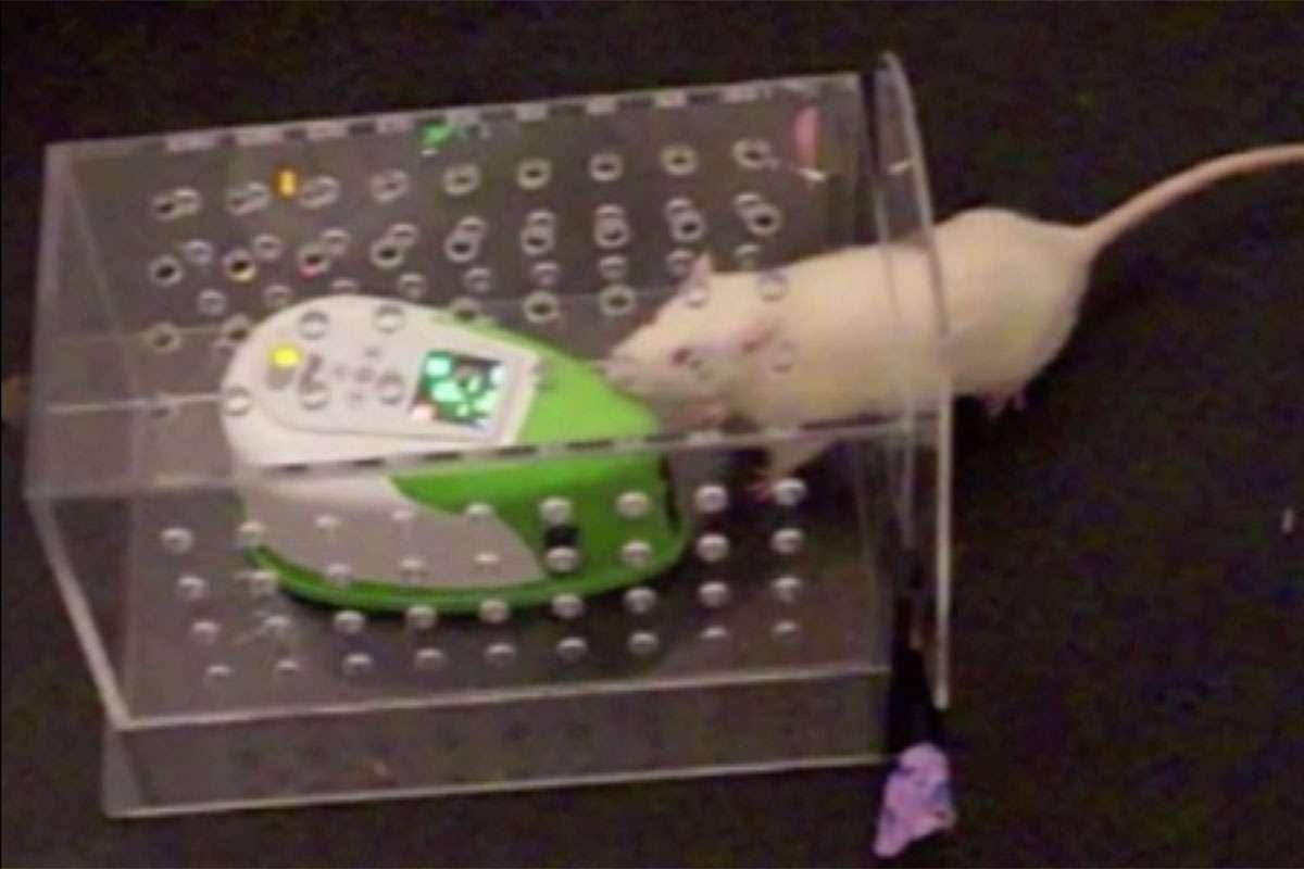 Rats can make friends with robot rats and will rescue them when stuck bit.ly/2KJ0jwg