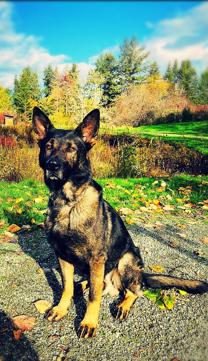 PSD Alpha successfully completed his firearms and drug detection course this week. Alpha is now validated to locate both operationally. Congrats to Alpha and his human!