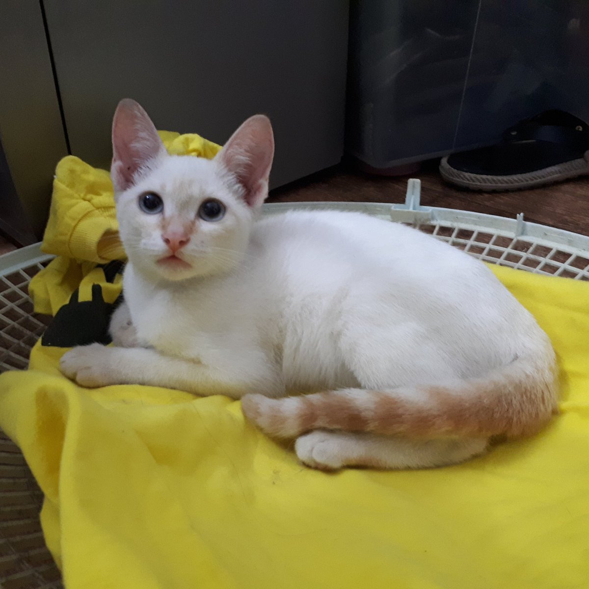 vicklangley's tweet photo. ⚠️ADOÇÃO ESPECIAL - RJ⚠️

Gatinha de 3 meses, super carinhosa e calminha, ela é um amorzinho, mas tem dificuldades pra mover uma das patinhas traseiras, oq não impede de ter uma vida normal e saudável. 

Contato: (21) 99240-8083 ou dm

Se não puder adotar ajude dando rt 🐱💕 https://t.co/0fnRxu4z4P