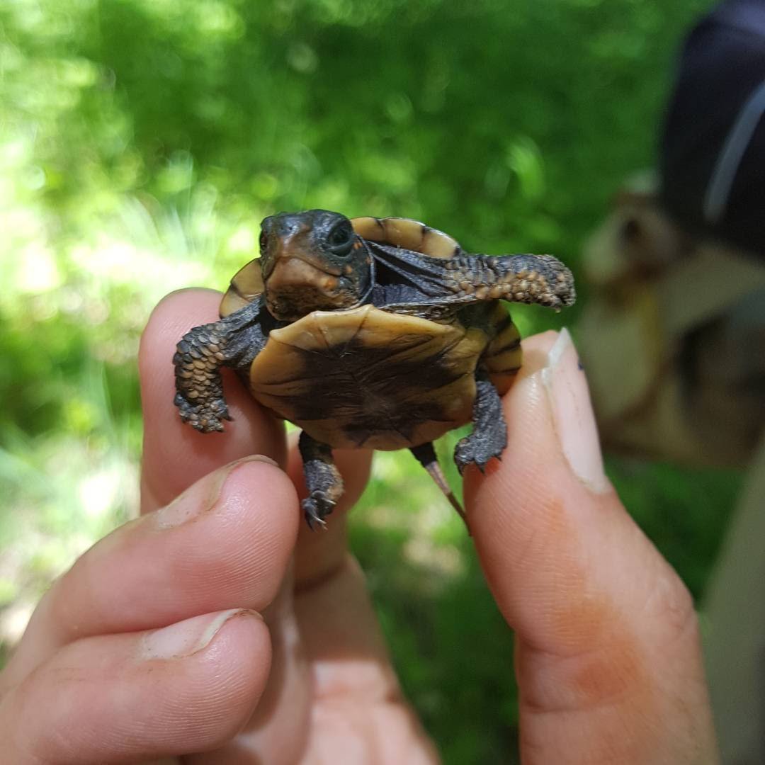 derp4herps's tweet photo. @NatureGirlTech @PARCorg @GASeaTurtles @turtletweets @UCFTurtleLab @TaskForceTurtle @USFWS @CenterForBioDiv @drmichellelarue @Ehmee @sciencewithtyus Hi, Jack! I think turtles are awesome, too!  Here is a baby Eastern Box #turtle I found on a trail one day. You can see the little white mark on the bottom of his shell, which is called an egg scar. It's kind of like a belly button, but it fades pretty fast. #Turtles4Jack https://t.co/pbLWpkXncr