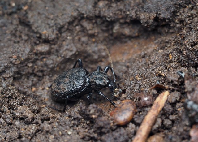 イタリアのセダカオサムシ 里山のゴミムシ セダカオサムシ