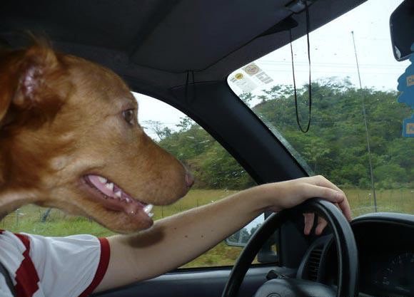 Indy_Dog_Mom's tweet photo. The dog always listens to @TheRyanAdams while driving. The cats turned him on to Cold Roses. #ryanadams #TheRyanAdams https://t.co/YtO5otf6Gy