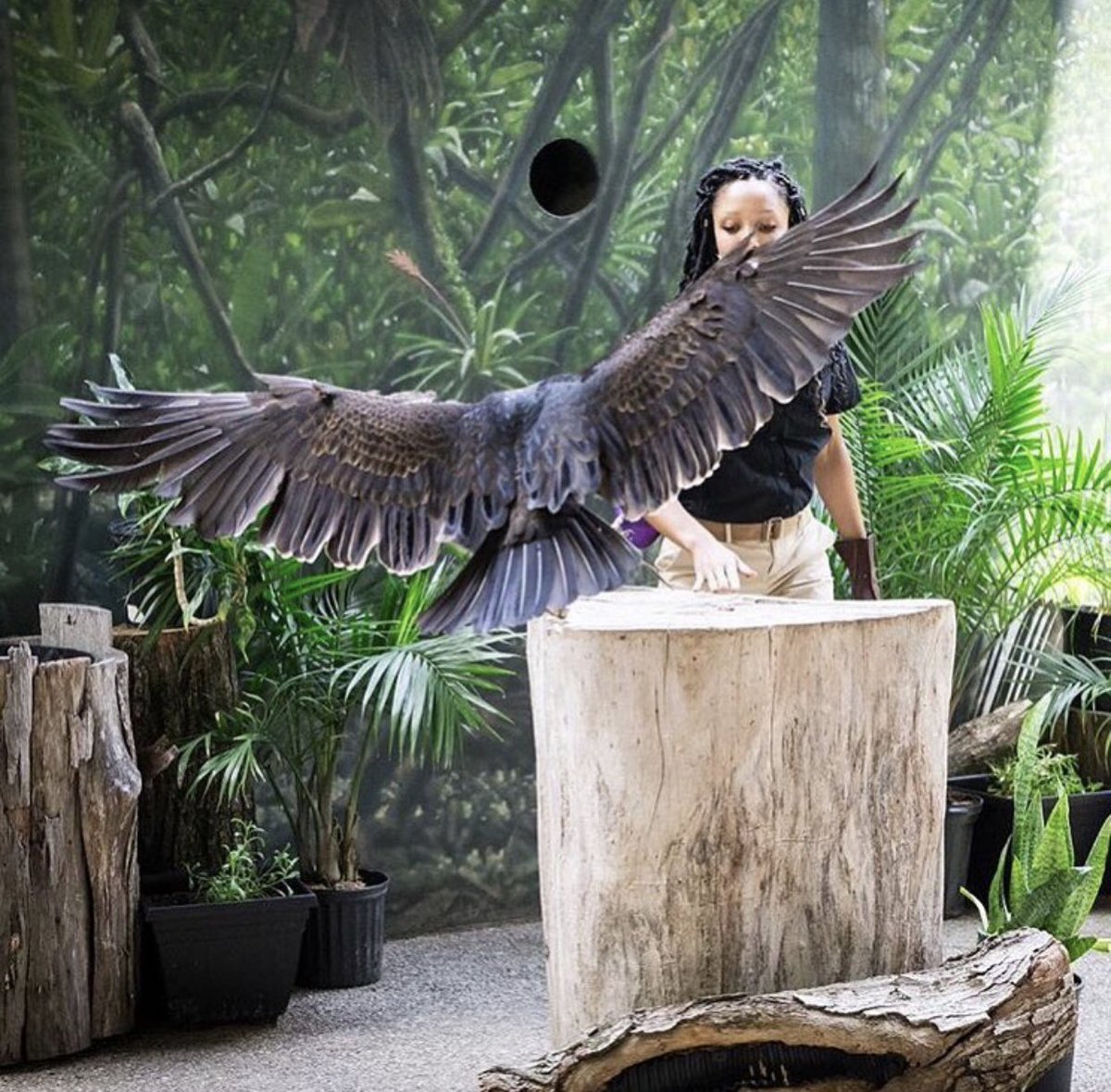 hood_naturalist's tweet photo. There’s no better feeling than watching thousands of people  become captivated by unloved species like #TurkeyVultures. We ought to be amazed! They clean up carcasses containing dangerous bacteria without getting sick, and we benefit. #grateful #vultures #ConservationEducation https://t.co/RKlthND3wX