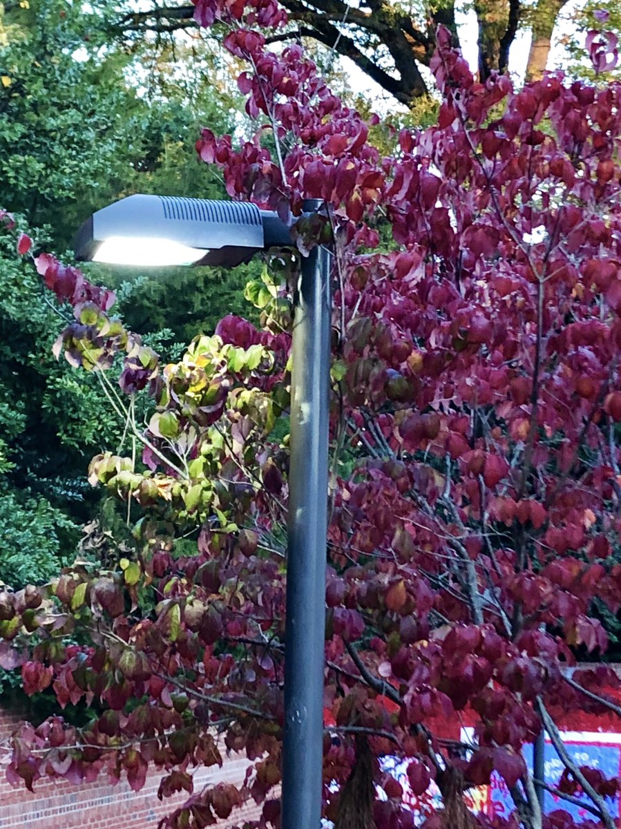 Photo of a leafy tree with almost all its leaves dark red up against a lamp. The few leaves illuminated by the lamp are bright green.