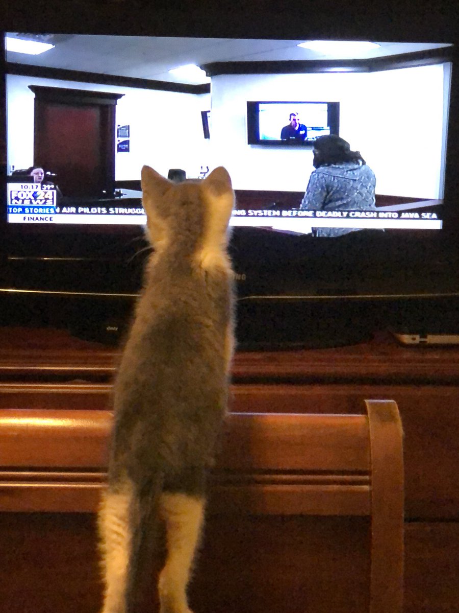 My #fosterkitty Ollie from @CharlestonAnim1 likes watching @FOX24Charleston #news #CHSnews