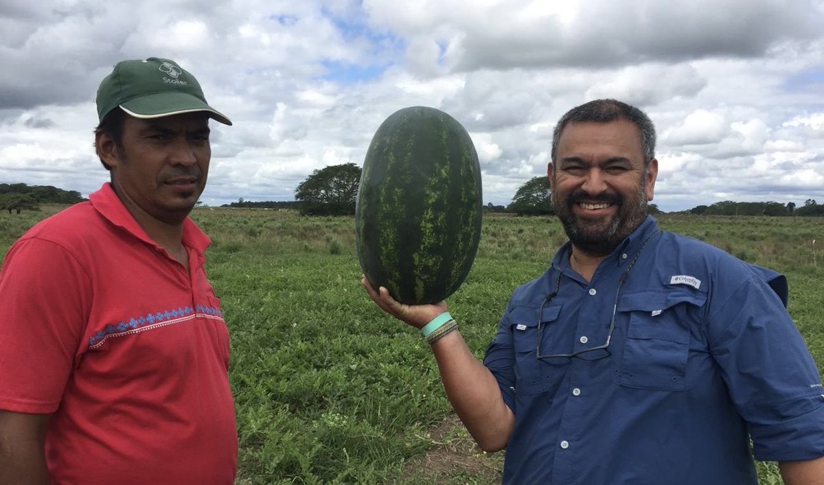 JuanjoMM's tweet photo. #Yarden #OriGeneSeeds 🇮🇱 #Corrientes #Argentina 🇦🇷 @DarioMut @dario_fusari @MotiShmueli @ignacioc81 @JulioBaritono #AdrianFernandez https://t.co/xFZAeKvEsT