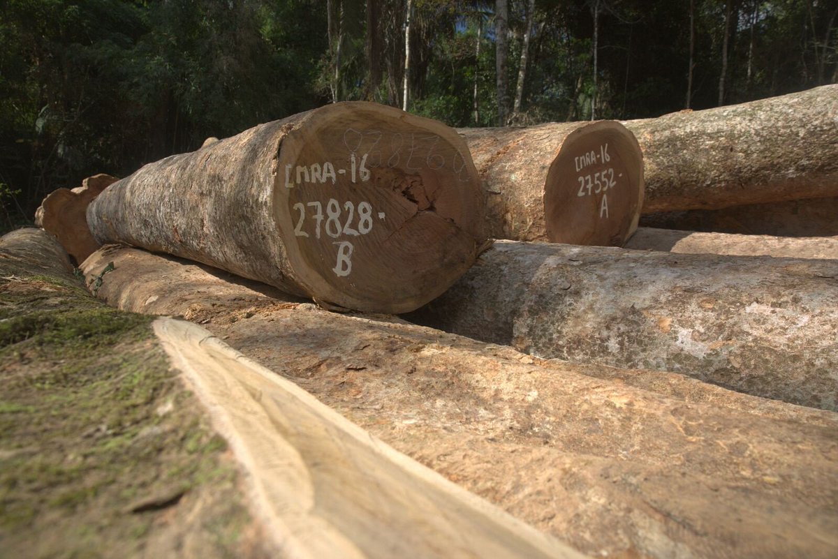 Anthropozine's tweet photo. The latest edition of the Bionic Planet podcast looks at how #indigenous people are using #sustainable logging to embrace #NaturalClimateSolutions -- the #ForgottenSolution to the #climatechange challenge https://t.co/x4aXlgzjg9 https://t.co/wqPXbKRL9L