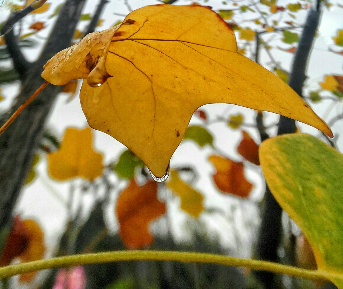 SemreCe's tweet image. 