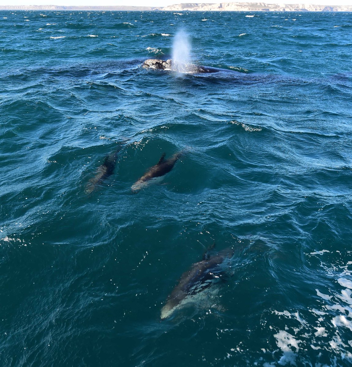 Floppy (Lady_Floppy) Twitter