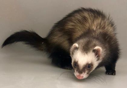 West Valley Humane tweet media