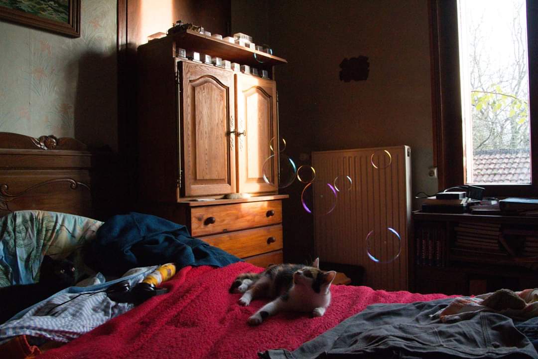 Pascal02300's tweet image. Essai photos de bulles de savon...