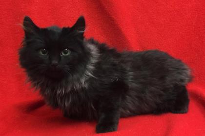 West Valley Humane tweet media