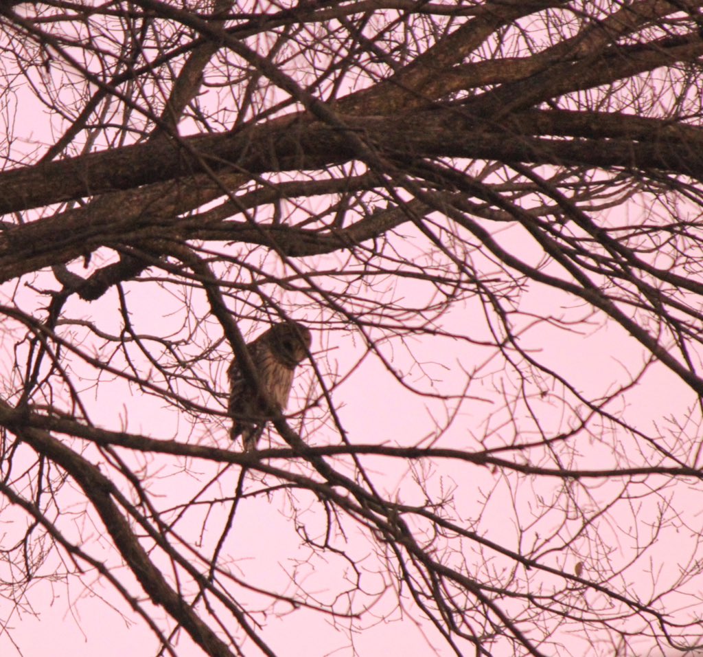 kFergPhotos's tweet photo. Beautiful owl in east Memphis. @MemphisTravel https://t.co/Lz9h4qAS3G