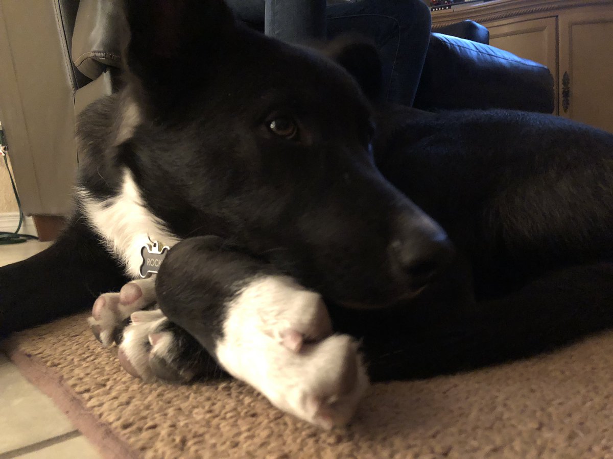 aqubinger's tweet photo. Rocky https://t.co/FRChDesHa9