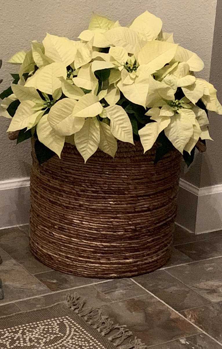 ramirezhelen29's tweet photo. Thank you 🙏 @GBHS_BASEBALL The poinsettias are beautiful! https://t.co/B1USKP4Ldl