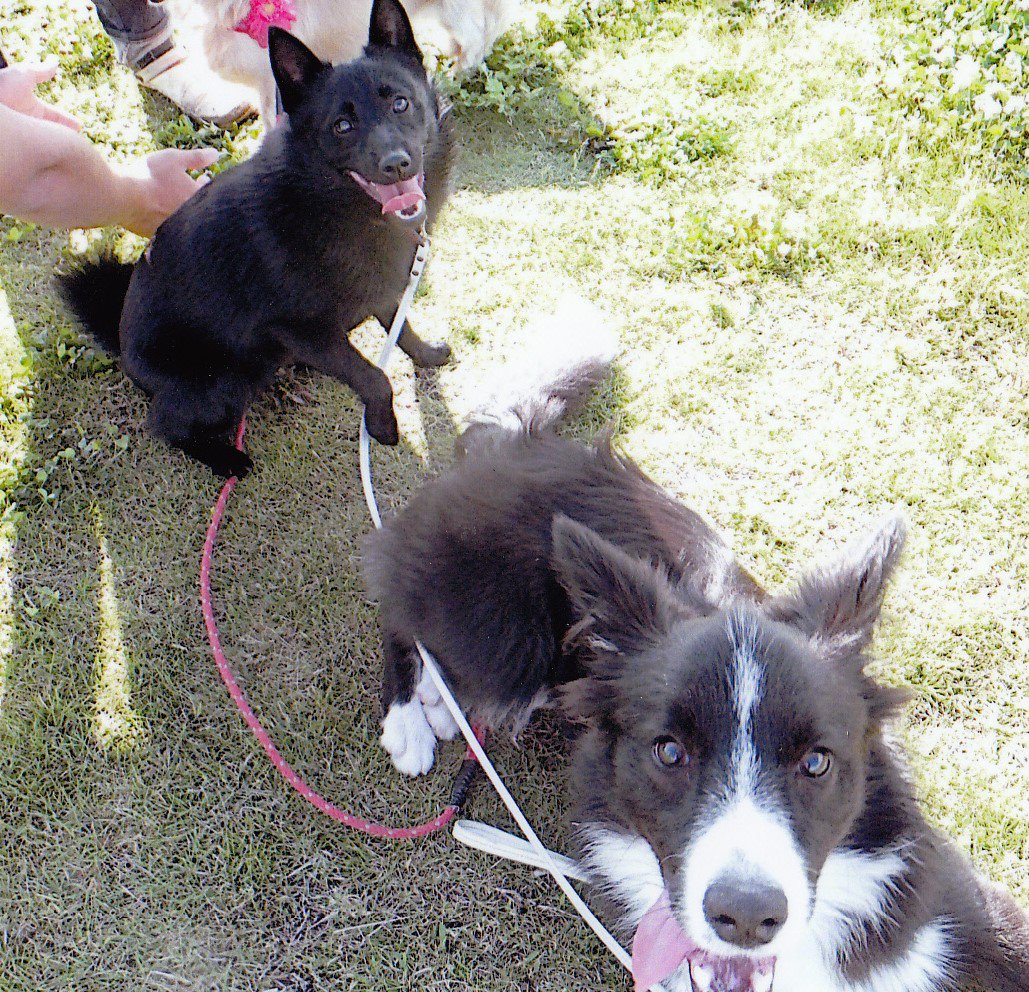 教えてないのになんでできるの 犬の中でも屈指の賢さを持つボーダーコリーの習性に舌を巻く人々 Togetter