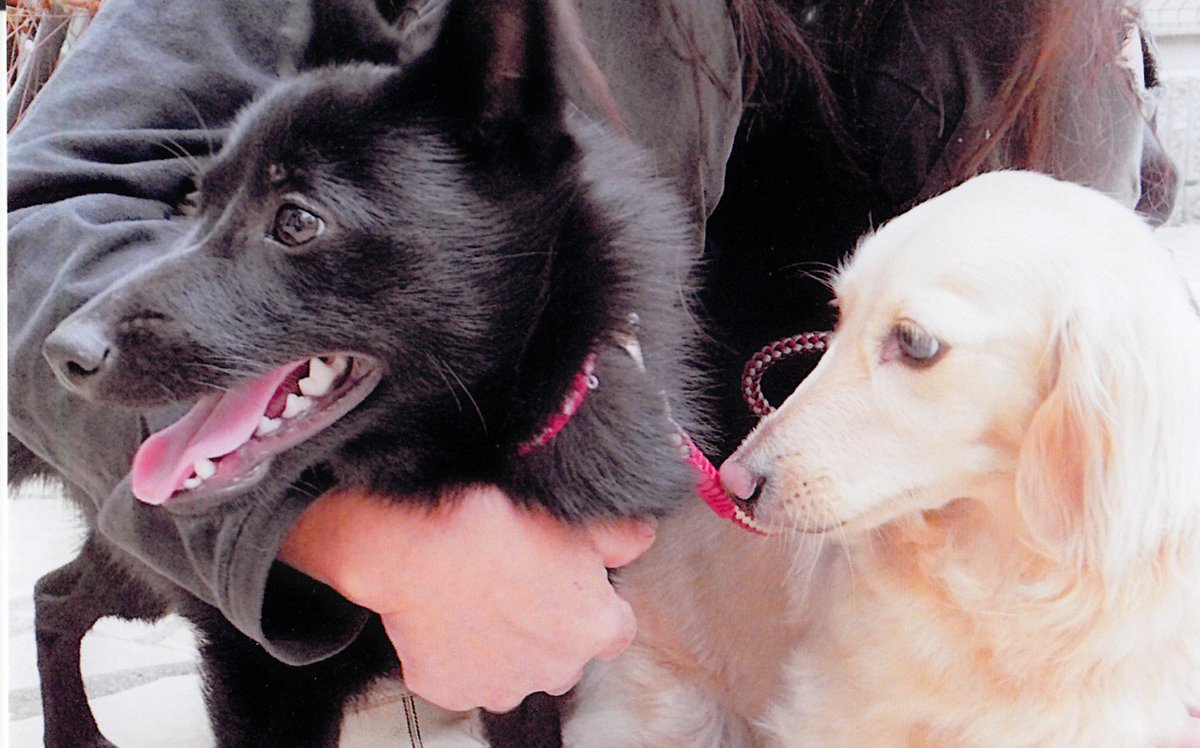 教えてないのになんでできるの 犬の中でも屈指の賢さを持つボーダーコリーの習性に舌を巻く人々 Togetter 教えてないのになんでできるの 犬の中でも屈指の賢さを持つボーダーコリーの習性に舌を巻く人々 Togetter