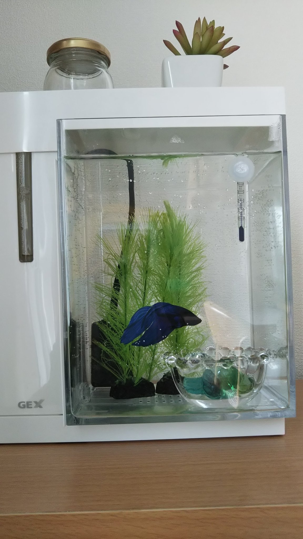 まめひな 文鳥ミルク チロル ヒーターで水温があがったからか最近水質悪化が激しく 水替え頻度が増えたので 昔使っていた楽アクアタワーを復活させました 毎日コップ一杯の水替えがんばってみます 汚れなくなるといいな ベタ 楽アクア 楽アクア