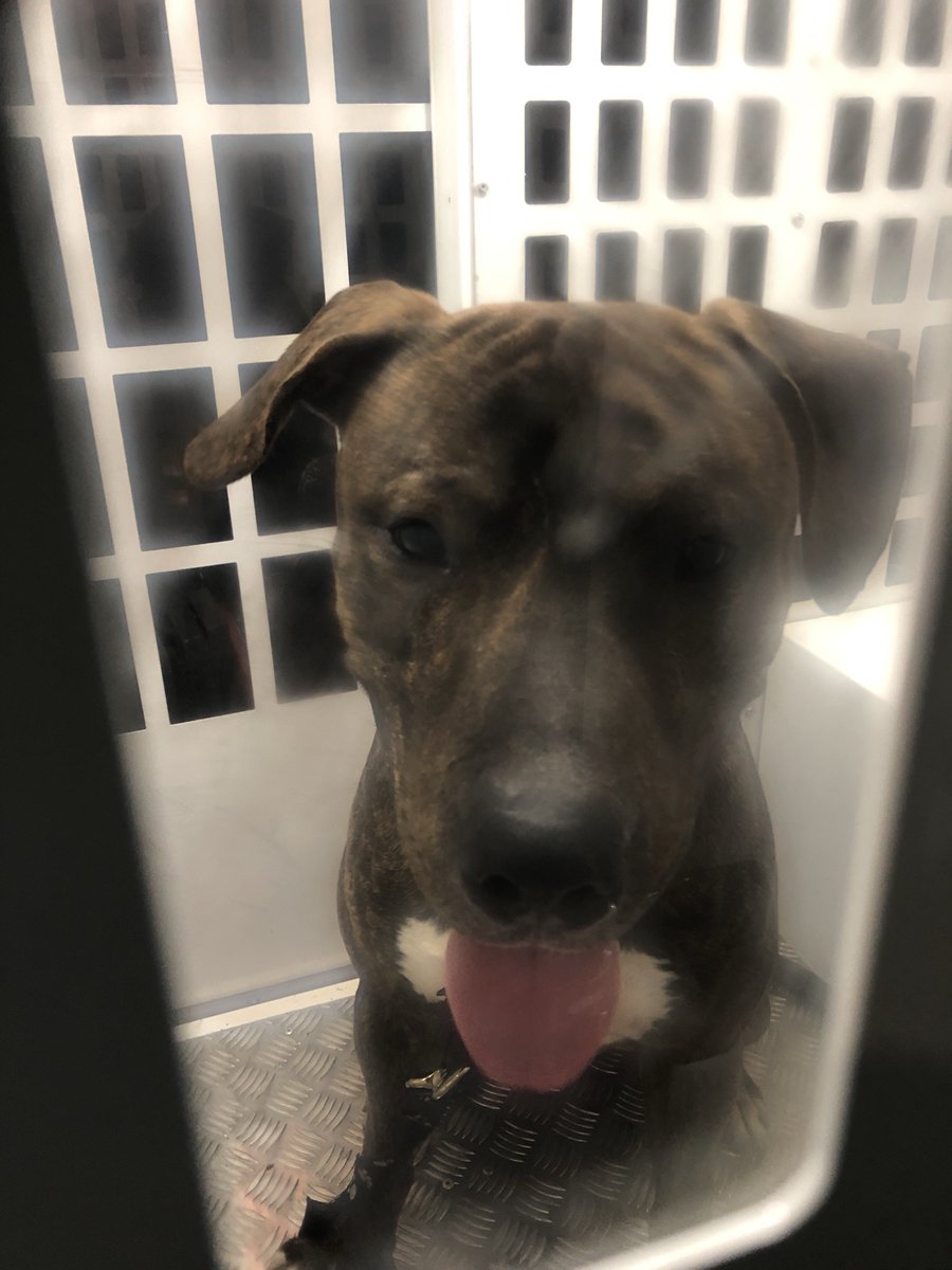 PboroCops's tweet photo. This suspect has been detained on Lincoln Road, Millfield. Do you recognise him? We think he’s giving us false details. Unfortunately his microchip appears to be out of date #collaroftheday #PC2037 #PC2175 #PC0992 https://t.co/UGSeIrJK2w