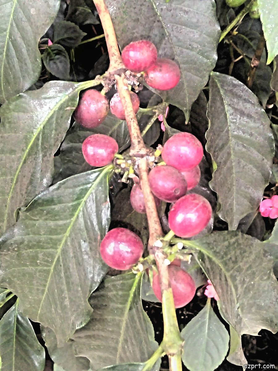 JerryAlphonse's tweet photo. one of the major cash crop in png https://t.co/e2WtNDCv3b