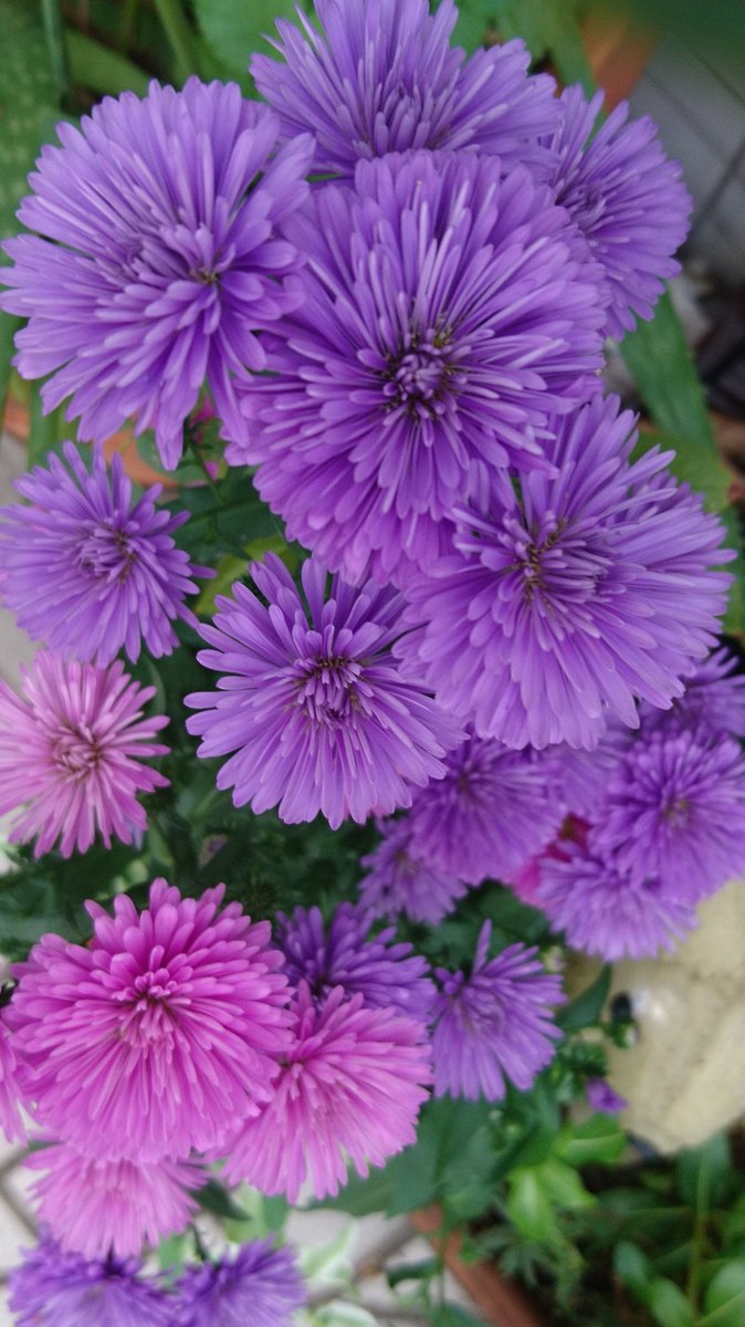 みるくラブ 綺麗なお花 孔雀アスター アスター 菊 パープル 紫の花 綺麗な花