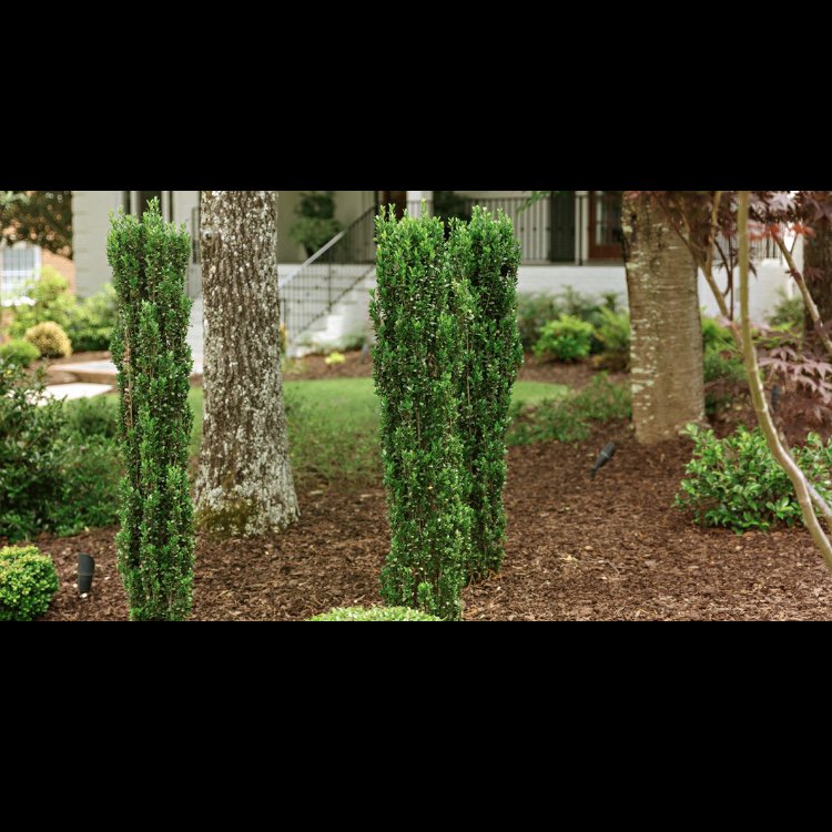 😍these views 😍 this yard 😍😍.                 #yardsbylancescape #yardswelove #yardobsessed #lanceknowsplants #plantsbylance