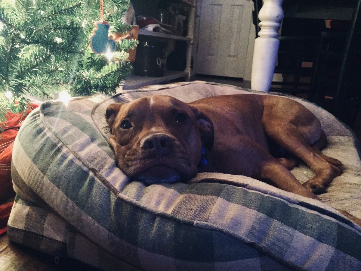 jshell416's tweet photo. Vito is ready for Santa! #LongLiveLove #nbc #RockefellerCenterTreeLighting https://t.co/Wos9N1kZrh