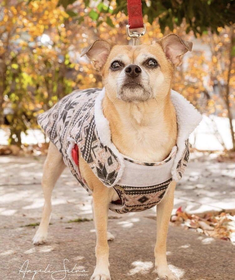 We love to share amazing news with our followers, but unfortunately in our field we receive sad news more often than not... This is one of those updates. Do you remember Princess? The sweet pup that we rescued from a kill shelter with huge tumors all over her body? Well, the