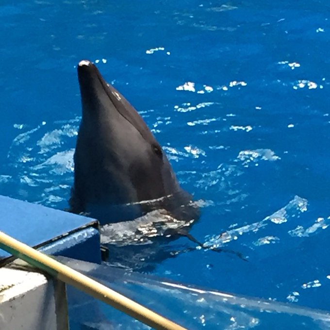 大興奮のtwitterイラスト検索結果