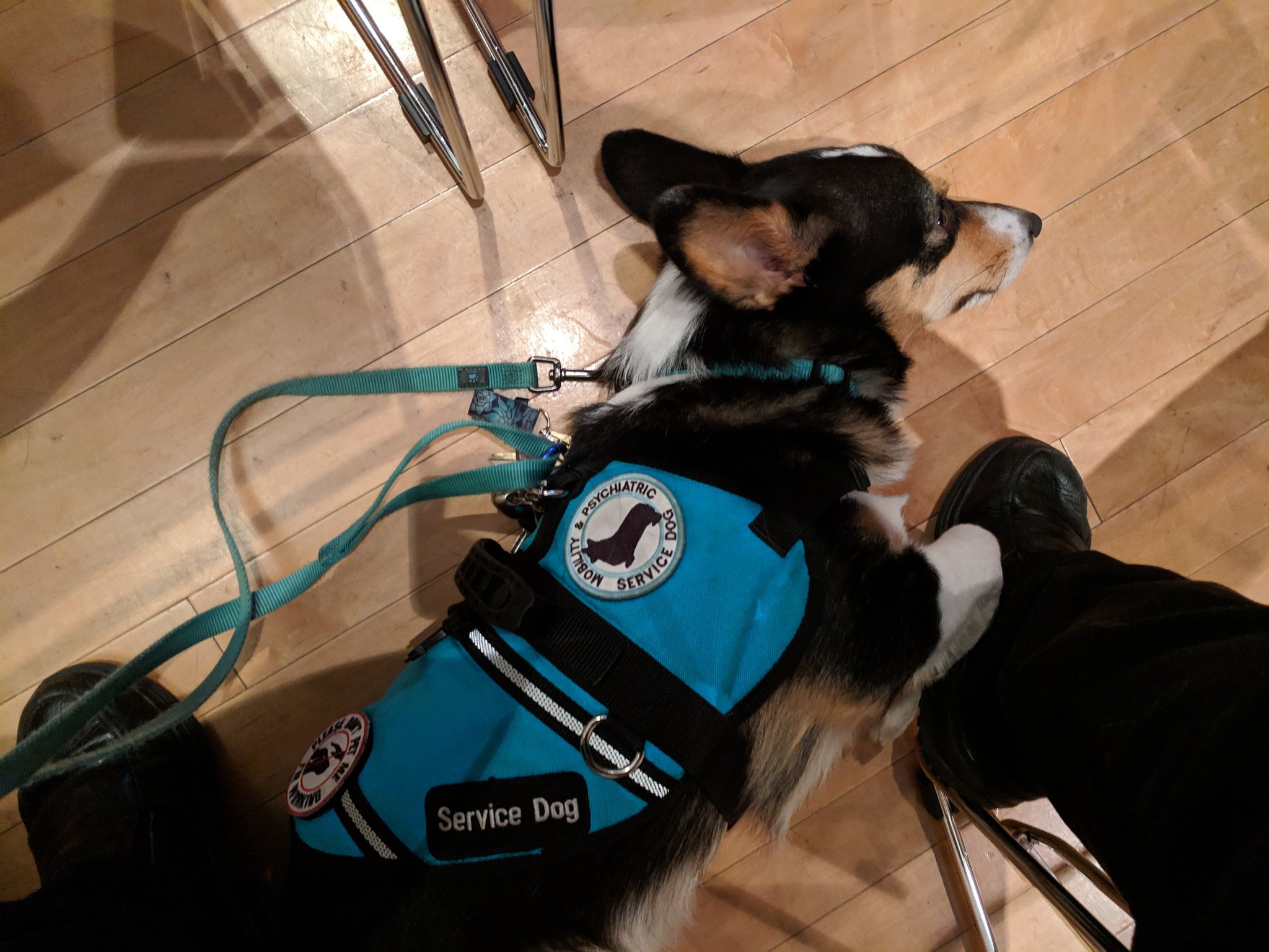 how do i make my dog a service dog canada