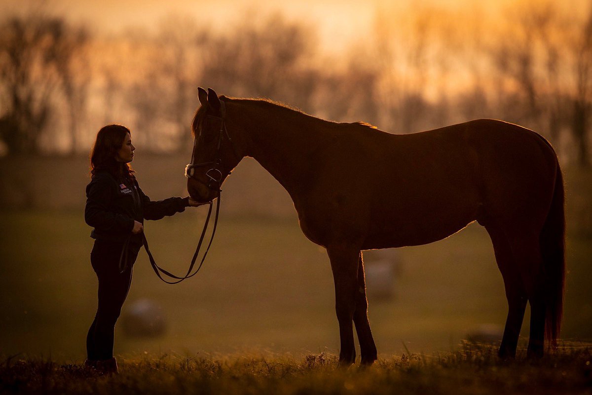 torijada6's tweet image. “Give an OTTB a chance and he’ll give you all he’s got. “ 💓 #SmartTransition #Zardana #SmartStrike #Travers2015 #CurlinStakes #RaceHorseToSportHorse