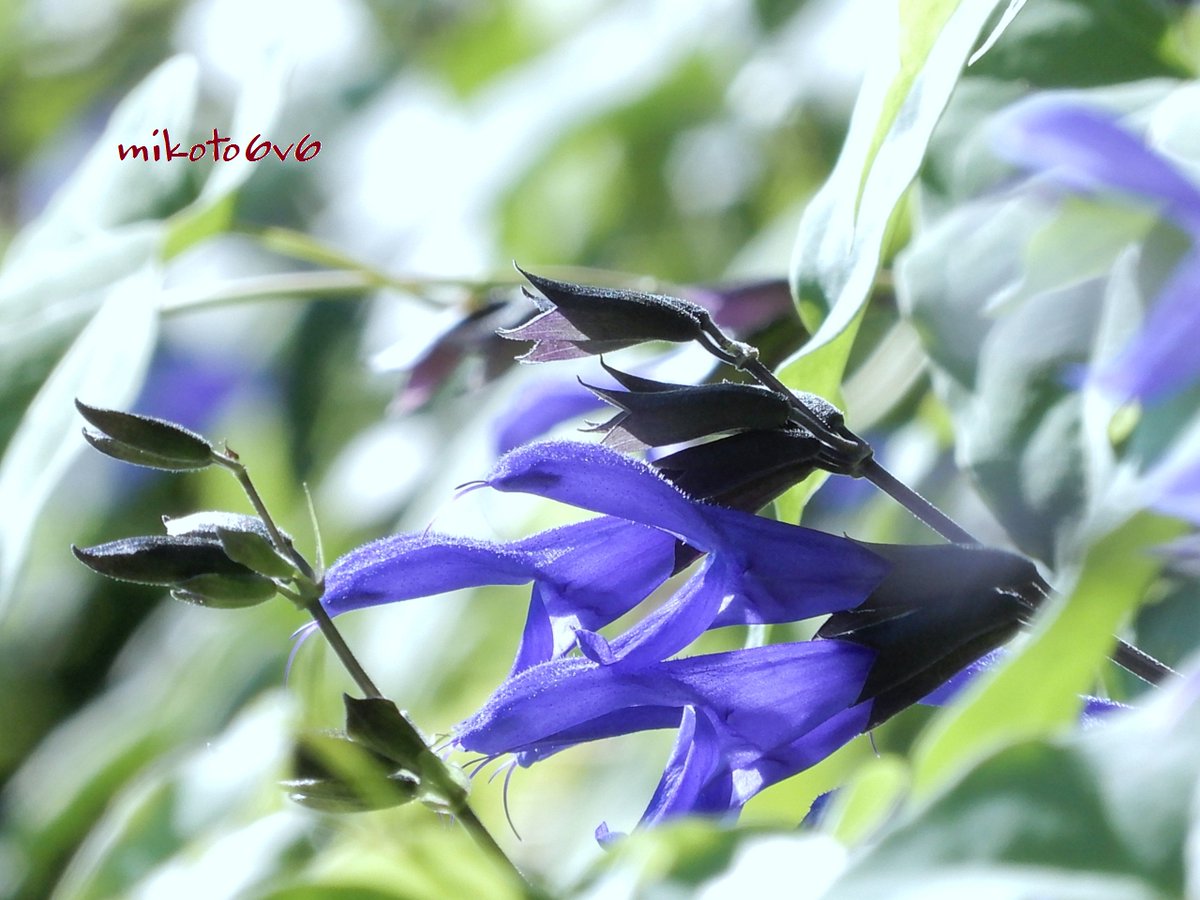 mamakun_6v6's tweet photo. 瑠璃色の花、黒い萼、葉の緑
このコントラスト、いい感じ◎
（1ヶ月前の写真です）
 
花言葉：尊敬・幸せな家庭・家族愛・普遍愛・全て良し 
#メドーセージ #サルビア・ガラニチカ #花 #青紫 #MeadowSage #SalviaGuaranitica #Flower #SlowLife #Nikon #Photography #Photo #Mikotography #coregraphy https://t.co/AsfRxYWmkC