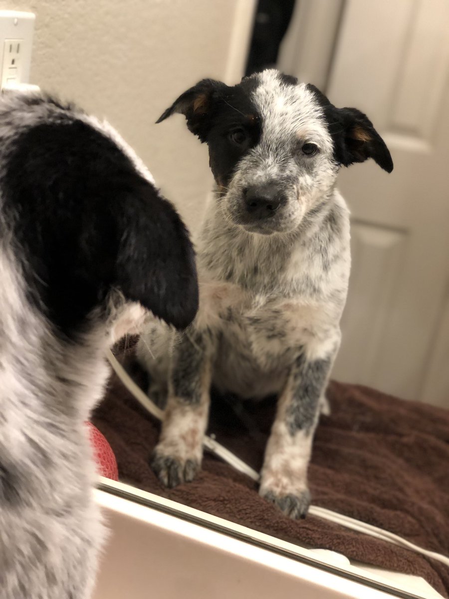 _OakG's tweet photo. Just got an early birthday present! Legit could not be happier! 

He’s a blue heeler and his name is Darth ⭐️ https://t.co/Ms80cVvZ8G