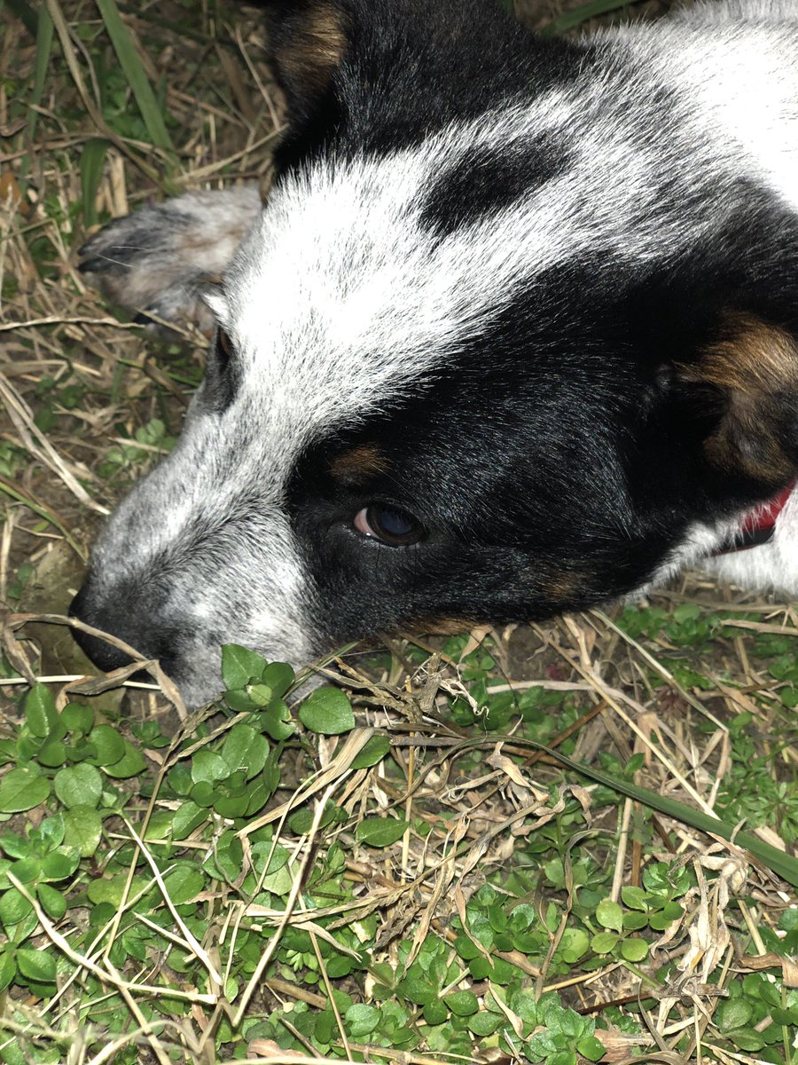 _OakG's tweet photo. Just got an early birthday present! Legit could not be happier! 

He’s a blue heeler and his name is Darth ⭐️ https://t.co/Ms80cVvZ8G