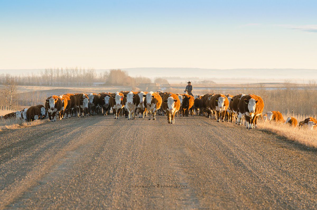 herefordcows's tweet photo. When you can move the cows home on the 28th of November with above freezing temperatures! #themoocrew #herefordcattle #canadianherefords  #redwhiteandtrue #lazymbarranch #bringingthecowshome #agstories #cattlecountry #ranchlife #albertalife #ridethebrand #extendedgrazing #alberta https://t.co/8XAPdgf8Li