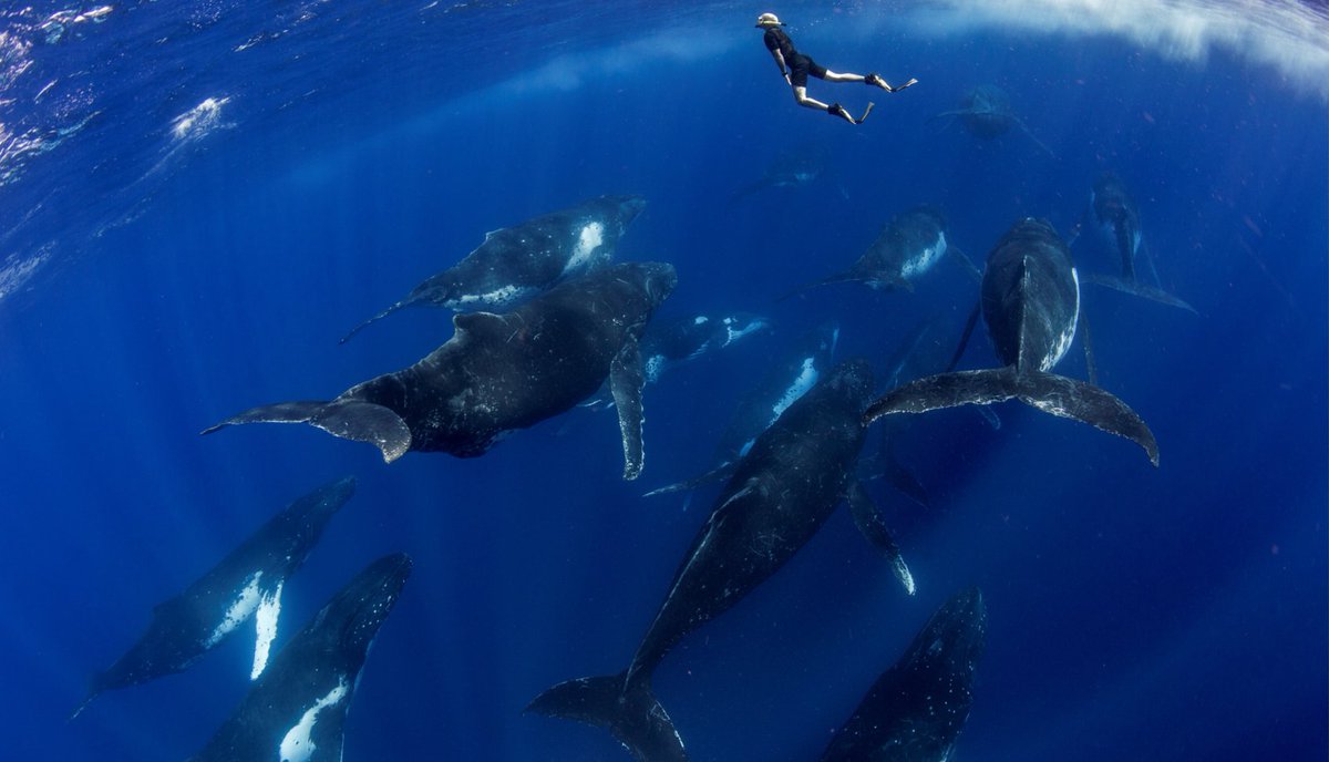 Scott Portelli has spent 1,000 days swimming with whales. Hear his story in 5 minutes at #IgniteSydney on Wednesday 5th December!

ignitesydney.iwannaticket.com.au/event/ignite-s…